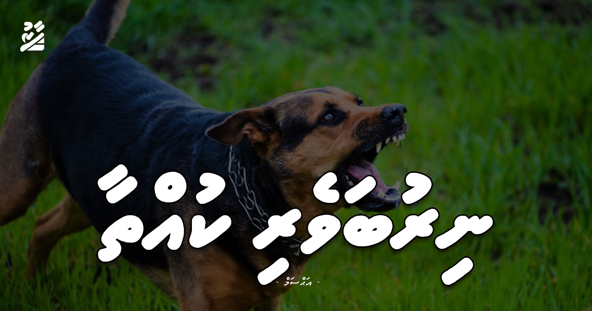 ނިރުބަވެރި ކުއްތާ