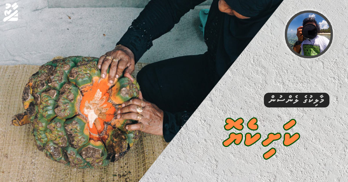 މާލިކުގެ ލެންސުން: ކަށިކެޔޮ