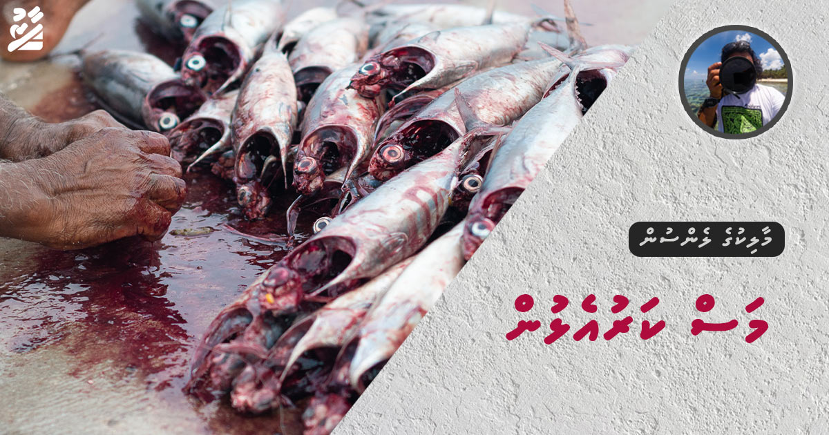 މާލިކުގެ ލެންސުން: މަސް ކަރުއެޅުން