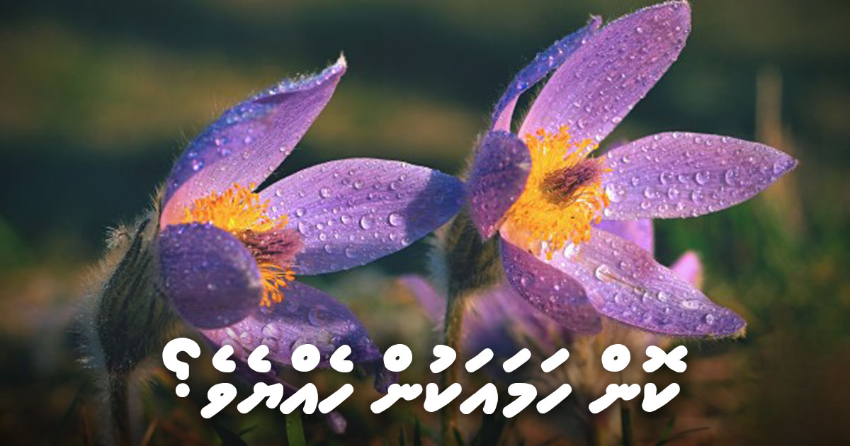 ކޮން ހަމައަކުން ހެއްޔެވެ؟