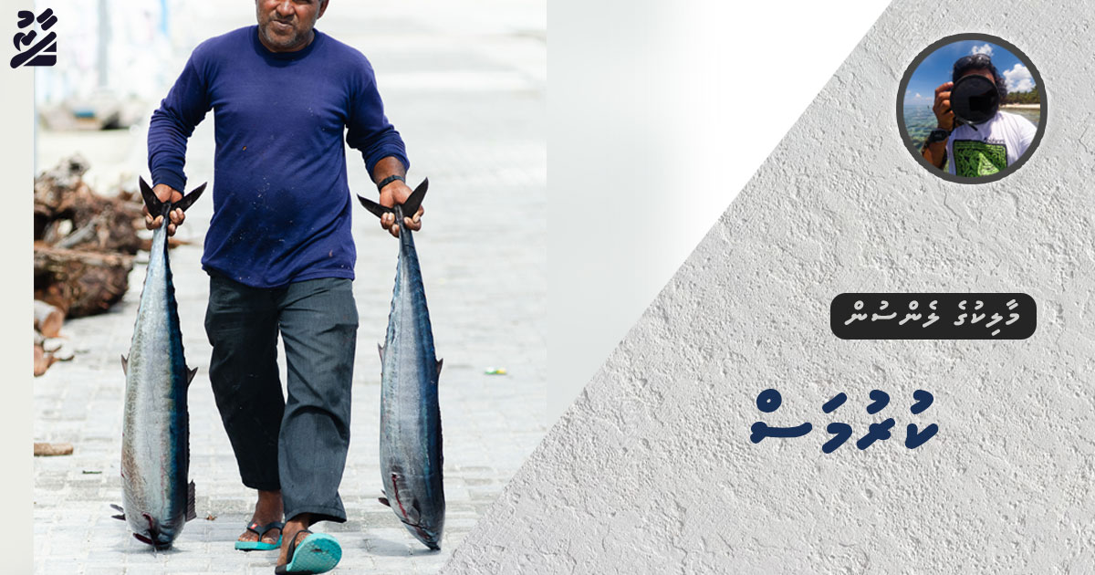 މާލިކުގެ ލެންސުން: ކުރުމަސް