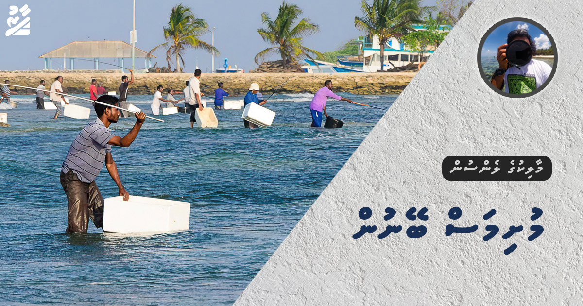 މާލިކުގެ ލެންސުން: މުށިމަސް ބޭނުން