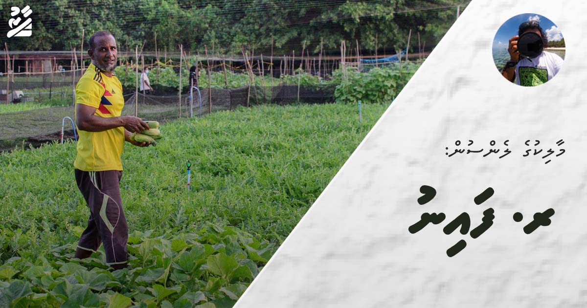 މާލިކުގެ ލެންސުން: ރ. ފައިނު