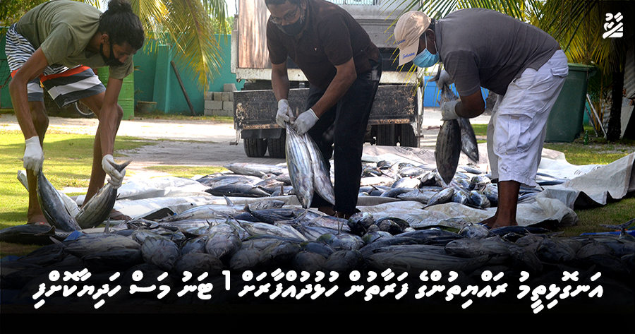 އަނގޮޅިތީމު ރައްޔިތުންގެ ފަރާތުން ހުޅުދުއްފާރަށް 1 ޓަނު މަސް ހަދިޔާކޮށްފި